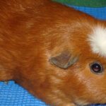 Pictures of English Crested Guinea Pig