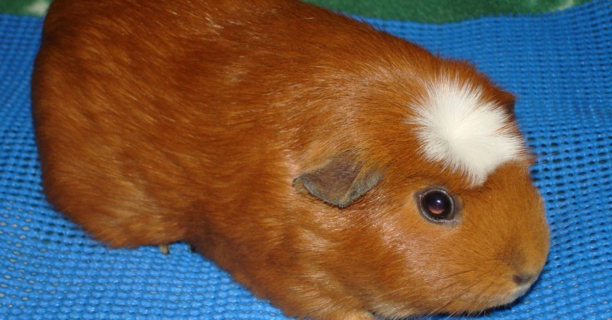 Pictures of English Crested Guinea Pig