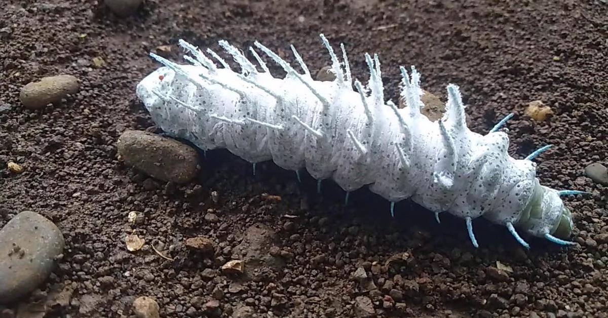 Pictures of Angled Sunbeam Caterpillar