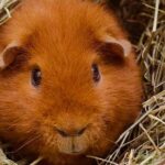 Pictures of Teddy Guinea Pig