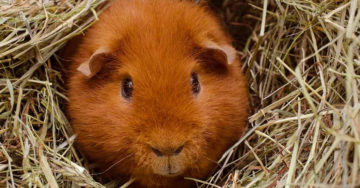 Pictures of Teddy Guinea Pig