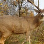 Pictures of Whitetail Deer