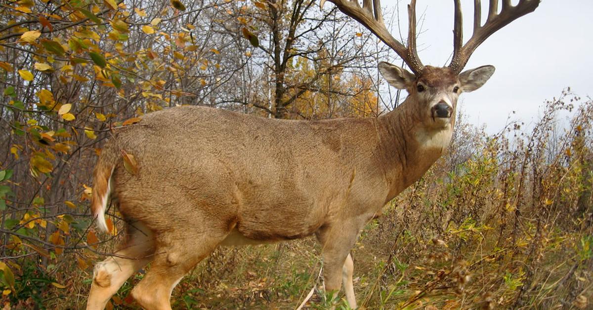 Pictures of Whitetail Deer