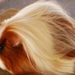 Pictures of Peruvian Guinea Pig