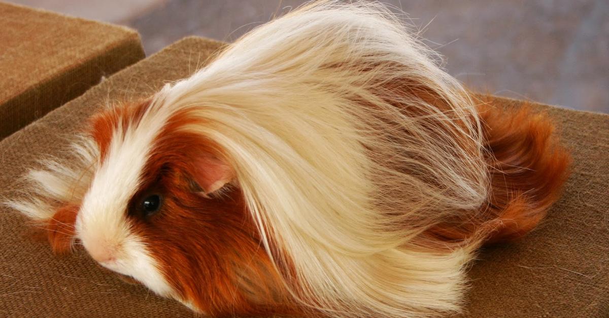 Pictures of Peruvian Guinea Pig