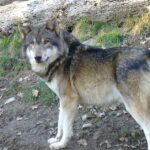 Pictures of Apennine Wolf