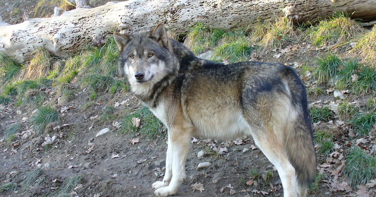 Pictures of Apennine Wolf