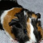 Pictures of Abyssinian Guinea Pig