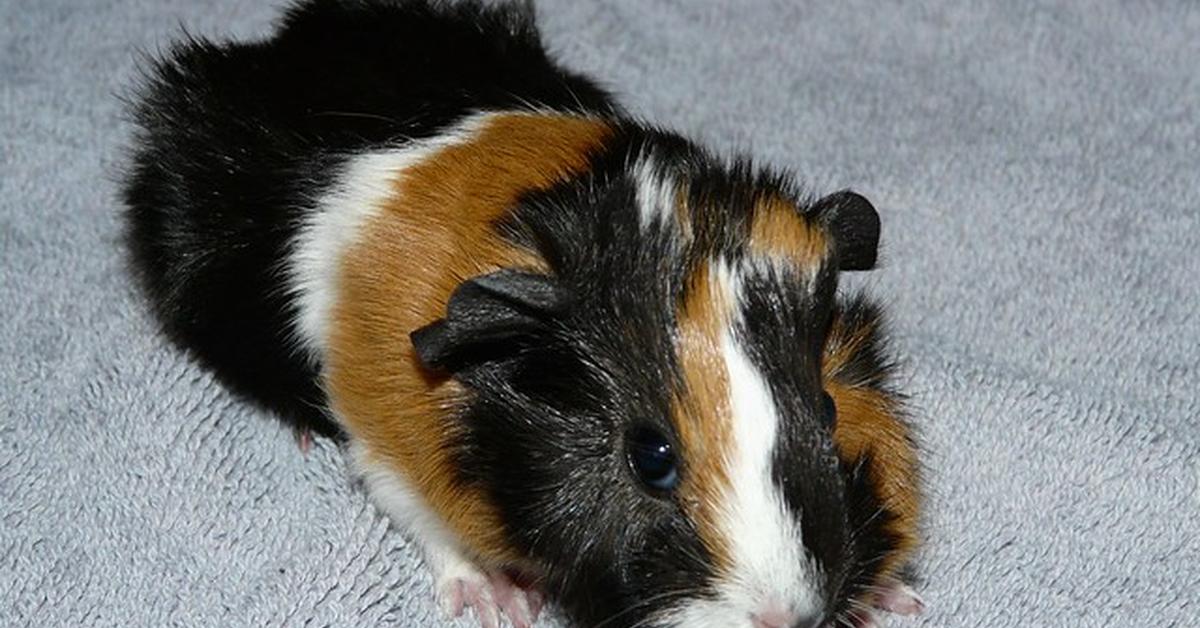 Pictures of Abyssinian Guinea Pig