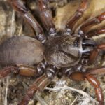 Pictures of Trapdoor Spider