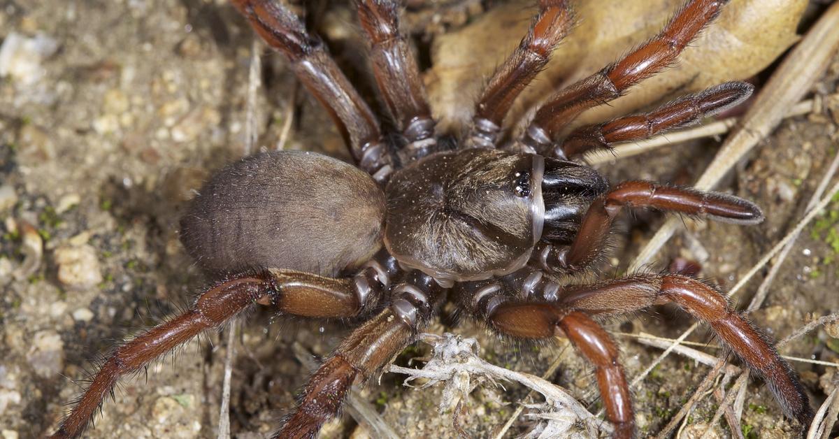 Pictures of Trapdoor Spider