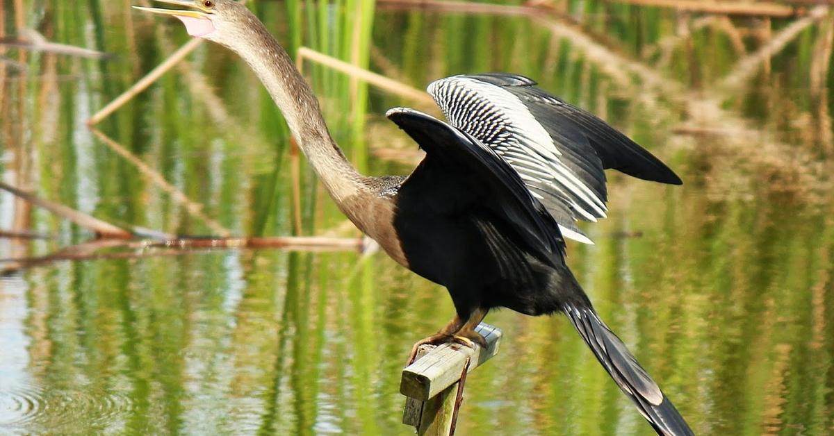 Pictures of Anhinga