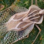 Pictures of Lace Bug