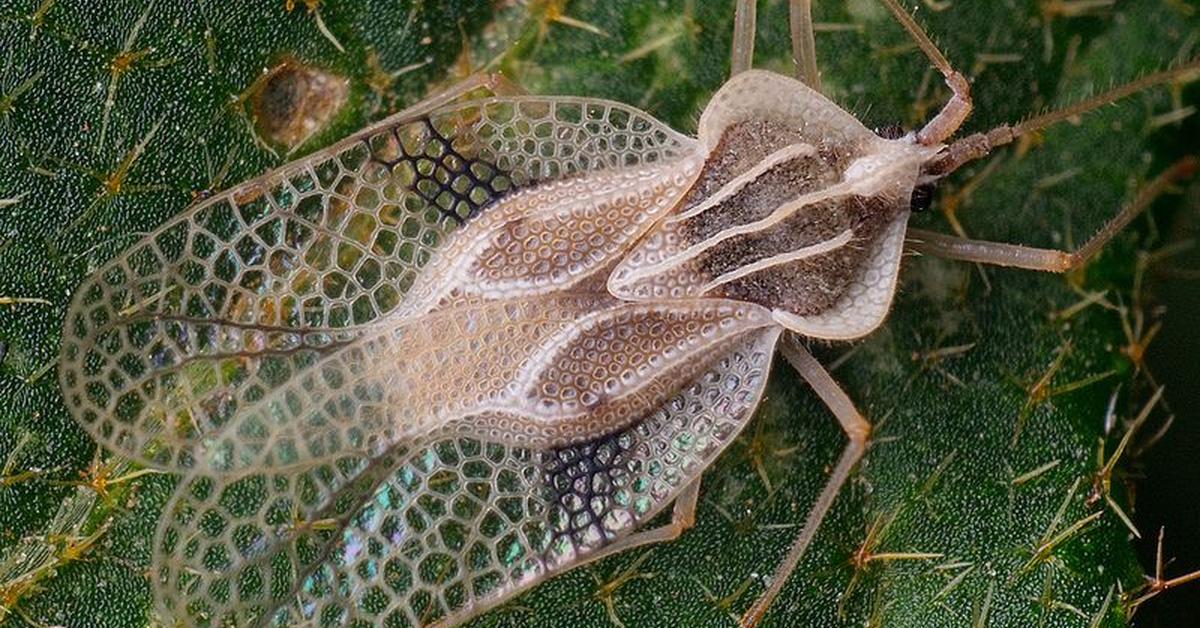 Pictures of Lace Bug