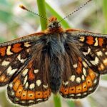 Pictures of Fritillary Butterfly