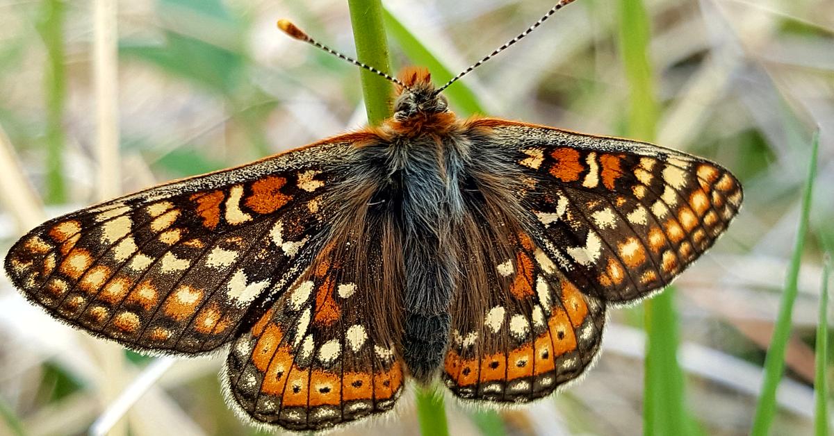 Pictures of Fritillary Butterfly