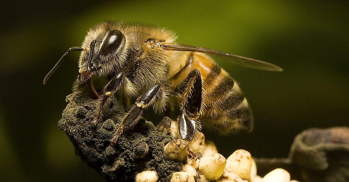 Pictures of Africanized Bee