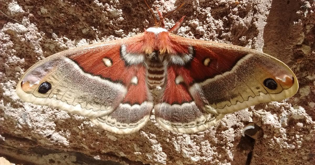 Pictures of Saturniidae Moth