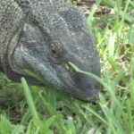 Pictures of Black Throat Monitor