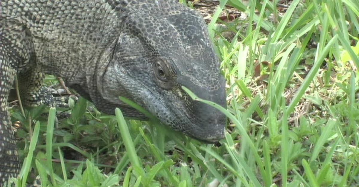 Pictures of Black Throat Monitor