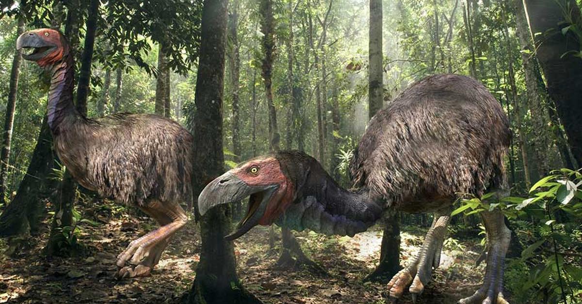 Pictures of Gastornis