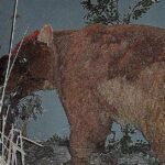 Pictures of Diprotodon