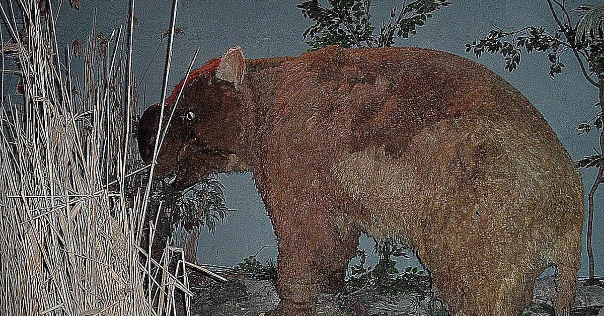 Pictures of Diprotodon