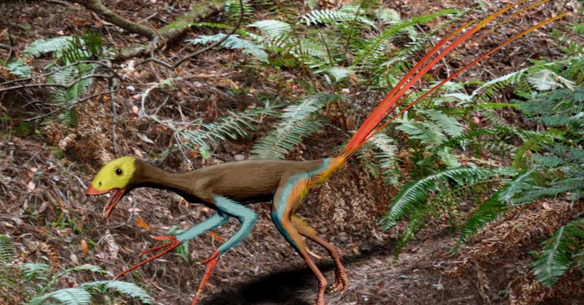 Pictures of Epidexipteryx