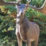 Pictures of Irish Elk