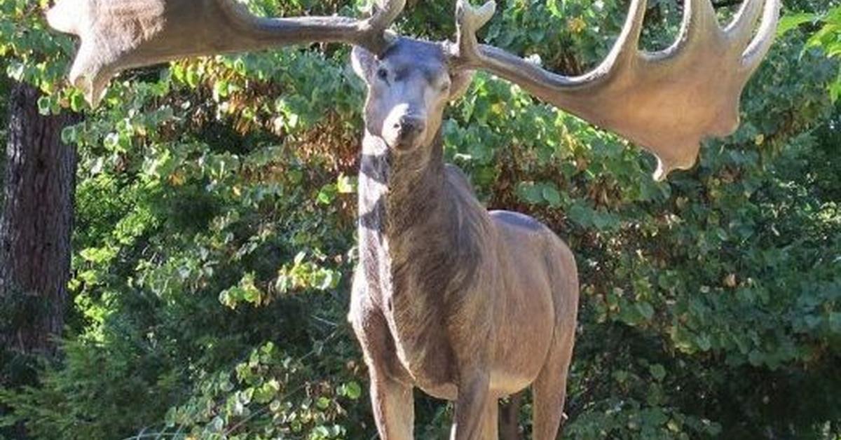 Pictures of Irish Elk