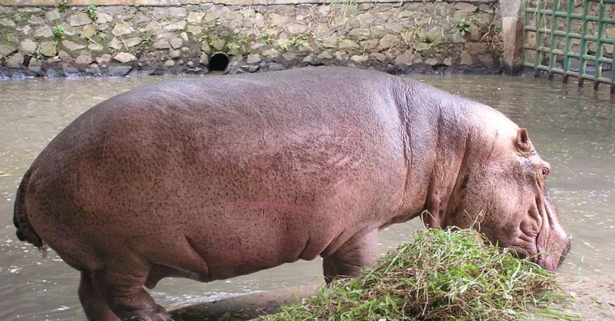 Pictures of Hippopotamus Gorgops