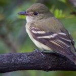 Pictures of Acadian Flycatcher