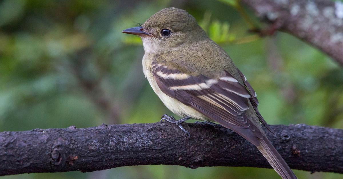 Pictures of Acadian Flycatcher