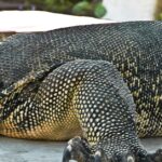 Pictures of Ackie Monitor