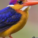 Pictures of Oriental Dwarf Kingfisher