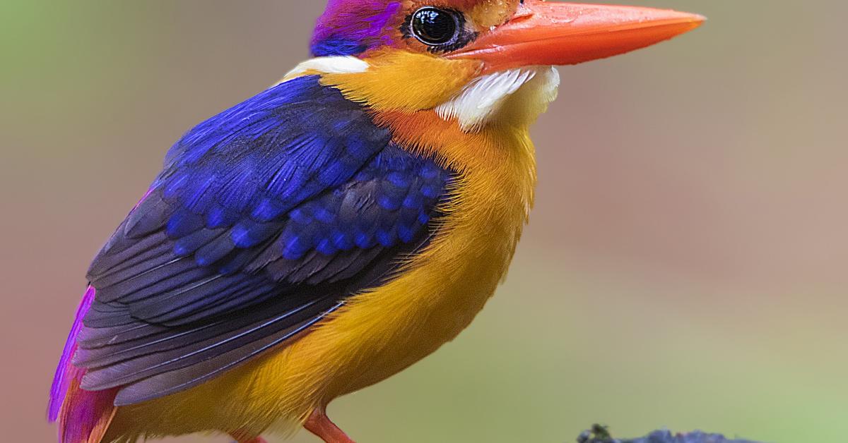 Pictures of Oriental Dwarf Kingfisher