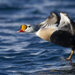 Pictures of King Eider