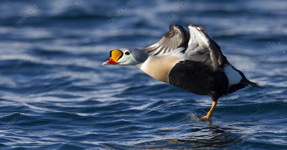 Pictures of King Eider