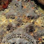 Pictures of Stonefish