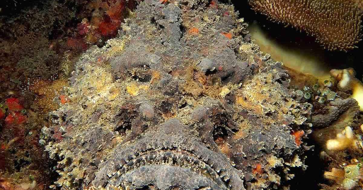 Pictures of Stonefish