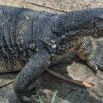 Pictures of Asian Water Monitor