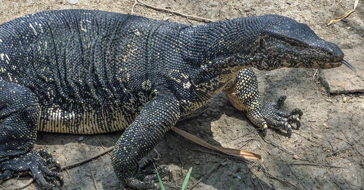 Pictures of Asian Water Monitor