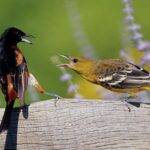 Pictures of Orchard Oriole