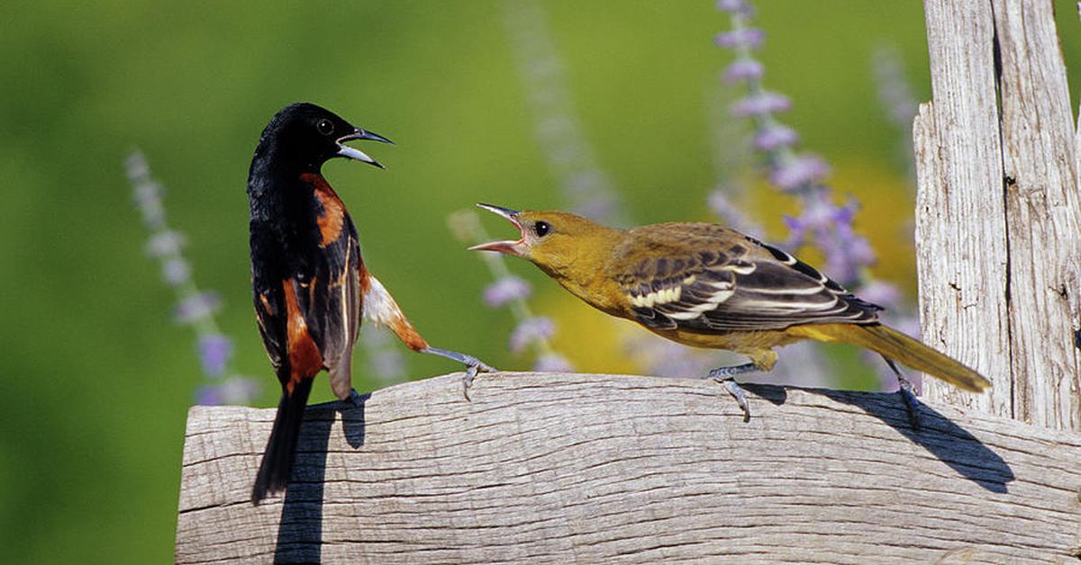 Pictures of Orchard Oriole