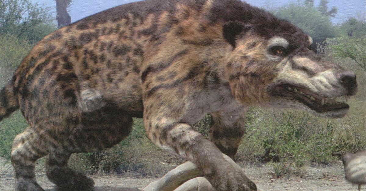 Pictures of Andrewsarchus