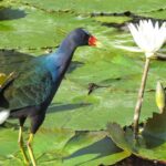 Pictures of Purple Gallinule