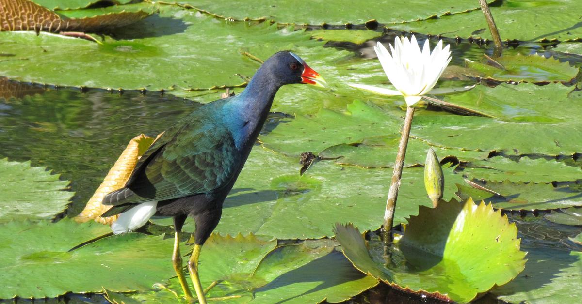 Pictures of Purple Gallinule