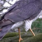 Pictures of Eurasian Sparrowhawk