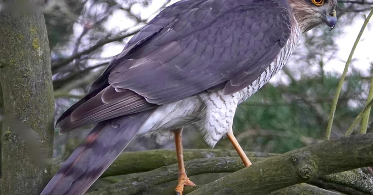 Pictures of Eurasian Sparrowhawk