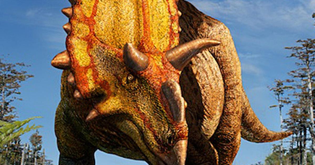 Pictures of Xenoceratops